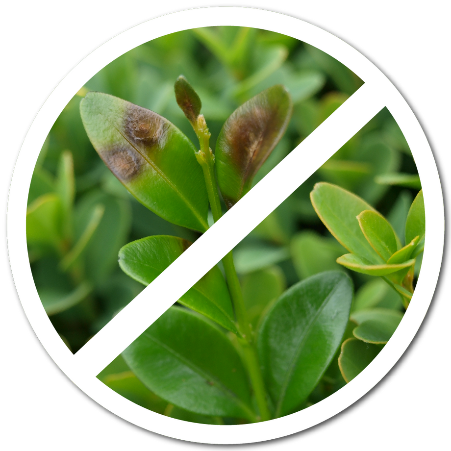 Boxwood Restore & Protect Mix – TOPBUXUS North America