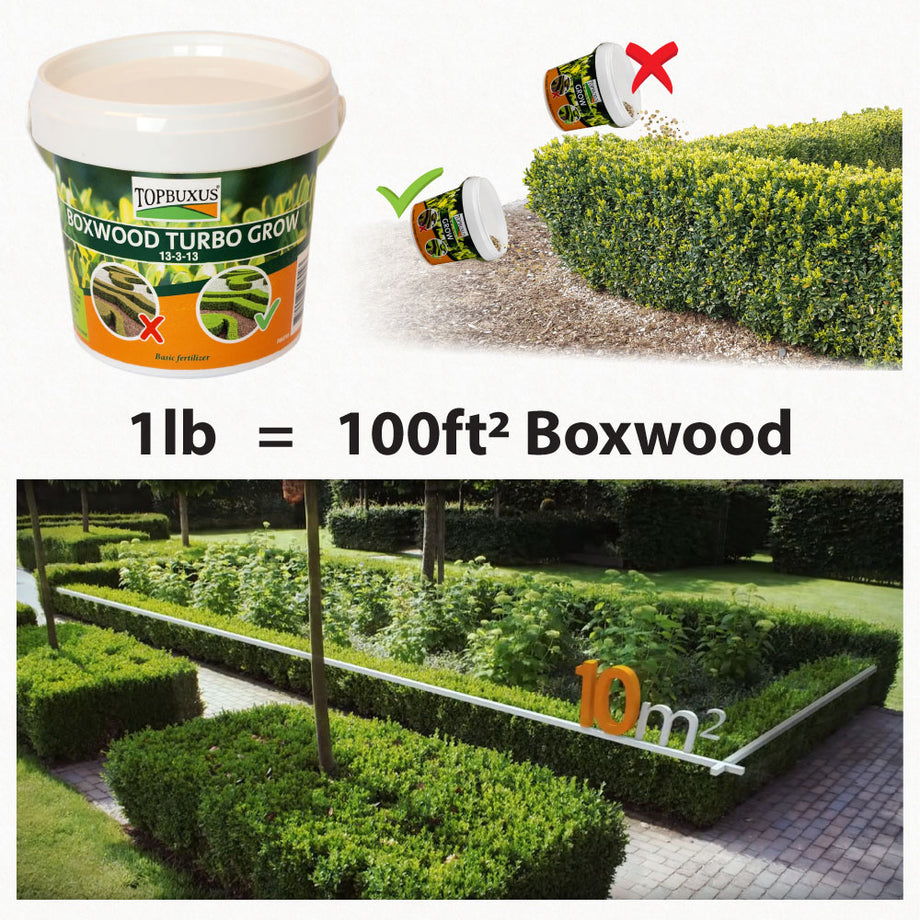 boxwood plant fertilizer Boxwood Turbo Grow