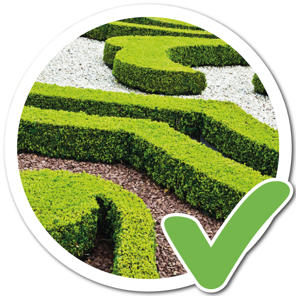 boxwood plant fertilizer Boxwood Turbo Grow