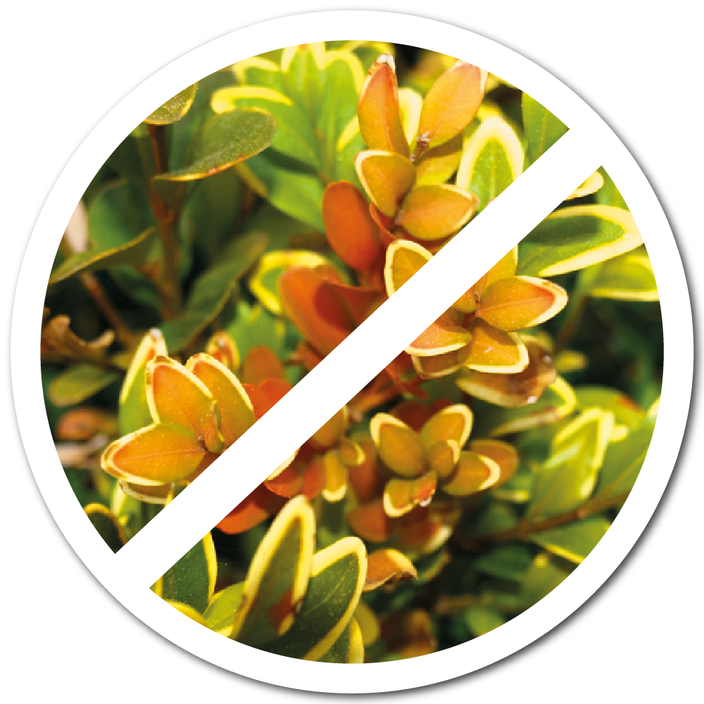 fertilizer for boxwood plants Boxwood Turbo Grow
